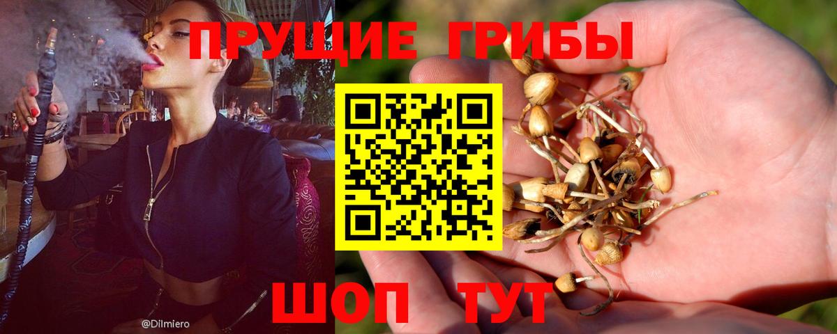 Псилоцибиновые грибы Psilocybe Качканар